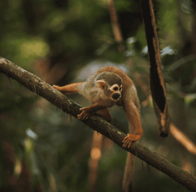 Fauna e flora abundantes